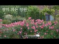 장미 피는 정원 1편  | rose garden | 장미종류 | 가드닝 | 주택정원