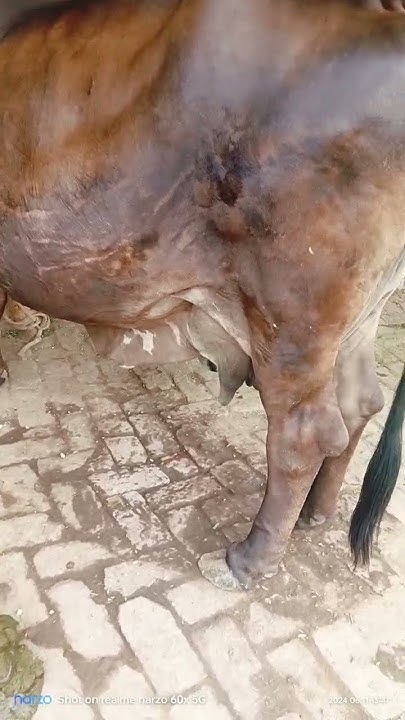 Gay 12 13 Litre Dudh Deti Hai YouTube gay-12-13-litre-dudh-deti-hai-youtube