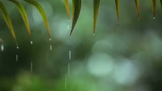 Relaxing Music, Sleep Music with Rain Sound, Piano Music for Stress Relief