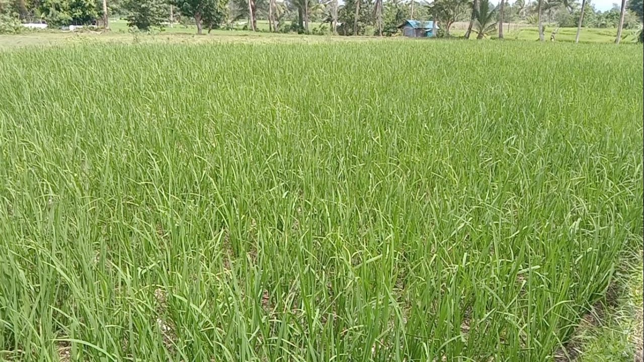 Our rice field on its 4th week performance | long pin and glutinous ...