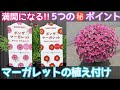 『マーガレット』満開に育てる5つの㊙ポイント&ボンザマーガレットの植え付け#ガーデニング #サントリーフラワーズ #サンフラアンバサダー2022#マーガレット #ボンザマーガレット