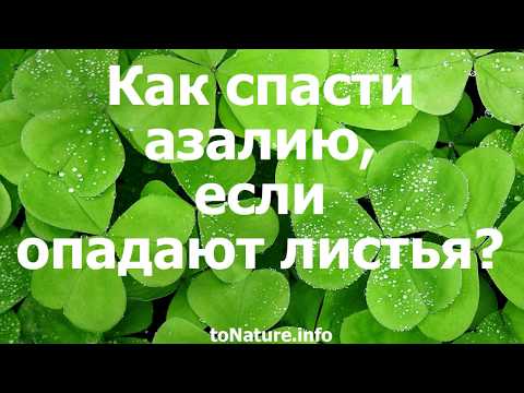 Как спасти азалию, если опадают листья?