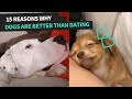 Hilariously cute friendships between dogs and their owners  animal antics