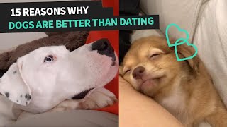 Hilariously Cute Friendships Between Dogs and Their Owners | Animal Antics