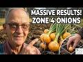 Zone 4 Gardeners Are Planting Onions This Way and Getting Huge Results