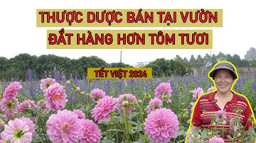 Vườn Thược Dược lớn nhất Hà Nội mở cửa xuyên Tết