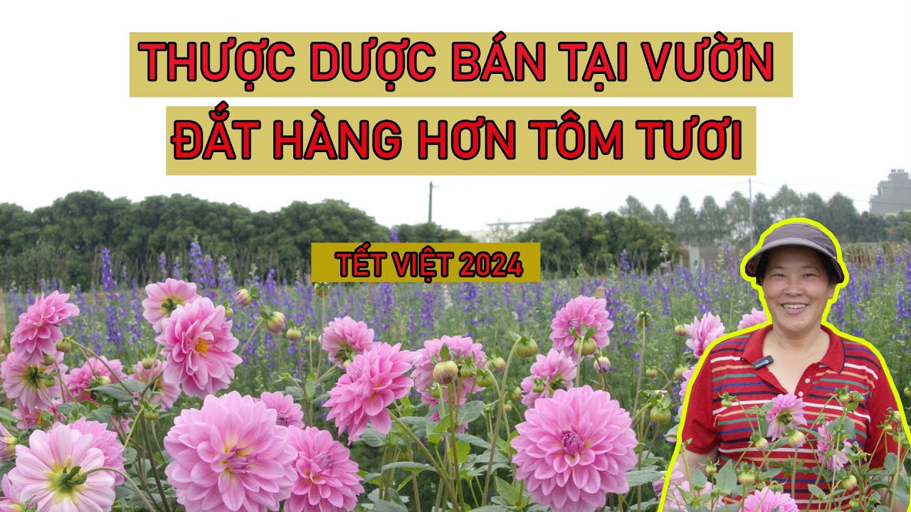 Vườn Thược Dược lớn nhất Hà Nội mở cửa xuyên Tết