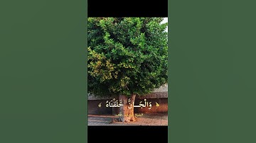 ﴿ وَلَقَدْ خَلَقْنَا الْإِنسَانَ مِن صَلْصَالٍ مِّنْ حَمَإٍ مَّسْنُونٍ ﴾ [ سورة الحجر: 26]