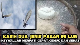 pakan merpati getakan agar cepat gemuk dan sehat_cara menggemukkan burung merpati_merpati lombok