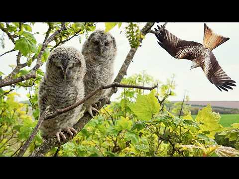 Terrifying moment A Red Kite Hunts These Tawny Owlets | Luna & Shadow | Robert E Fuller