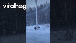 Moose Slips on Ice Crossing an Alaskan Highway || ViralHog