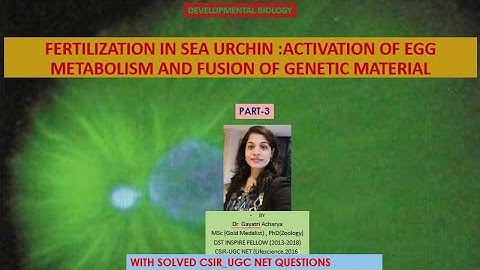 Egg Activation and fusion of genetic material in sea urchin /CSIR -UGC NET/ Dr Gayatri Acharya