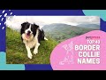 Top 40 Border Collie Names Most Popular Names For Border Collies Top 40 Border Collie Names Most Popular Names For Border Collies