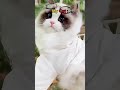 My cat vs other cat #cat #catshorts #goviral #kunanta