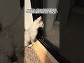 What is that sound? 🎶🐈 Curious Kittens Listening #egyptianmau #kitten #japan #japaneseculture