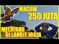 MACAW 250 JUTA MELAYANG DI LANGIT JOGJA
