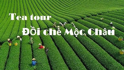 Tour trải nghiệm sản xuất chè Mộc Châu cùng thương hiệu Vinatea