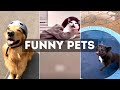 Funny Cat, Dog &amp; Animal Videos | Funny Pets Compilation - 17