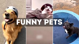 Funny Cat, Dog &amp; Animal Videos | Funny Pets Compilation - 17