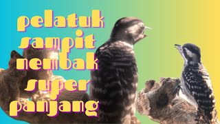 Pelatuk sampit gacor tembakan super panjang ini yang paling di cari