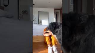 REACCIÓN DE MI PERRITA AL VERME LLORAR #shortvideo #perros