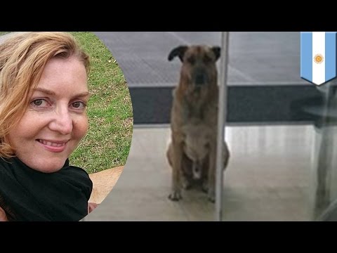 Adopt a dog: Flight attendant adopted stray dog who waited for six months - TomoNews