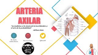 Axilar ramas arteria y sus