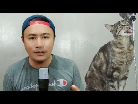 kenapa kucing suka minum air paip