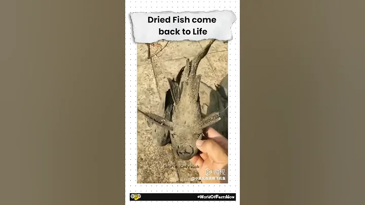 Dried fish come back to life