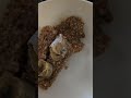 Banana walnut oat bars & coffee #breakfast #easyrecipe #plantbased #weightlossjourney