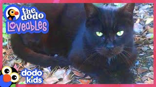Cat Takes Over Lady’s Backyard And Invites Friends! | Dodo Kids | Loveables
