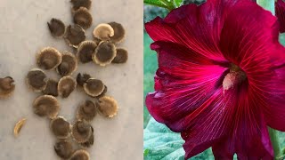 How To Collect and Save Hollyhock Seeds -  How to Prune Hollyhocks