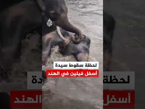 شاهد | لحظة سقوط ووفاة سيدة أسفل فيلين يتشاجران في ولاية كارناتاكا