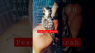 Misteri burung pelatuk #shorts #shortsviral #shortstrendingshorts #misteriburungpelatuk