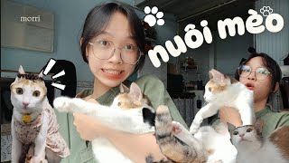 Nuôi mèo cần chuẩn bị gì ? Kinh nghiệm nuôi mèo của mình | morri