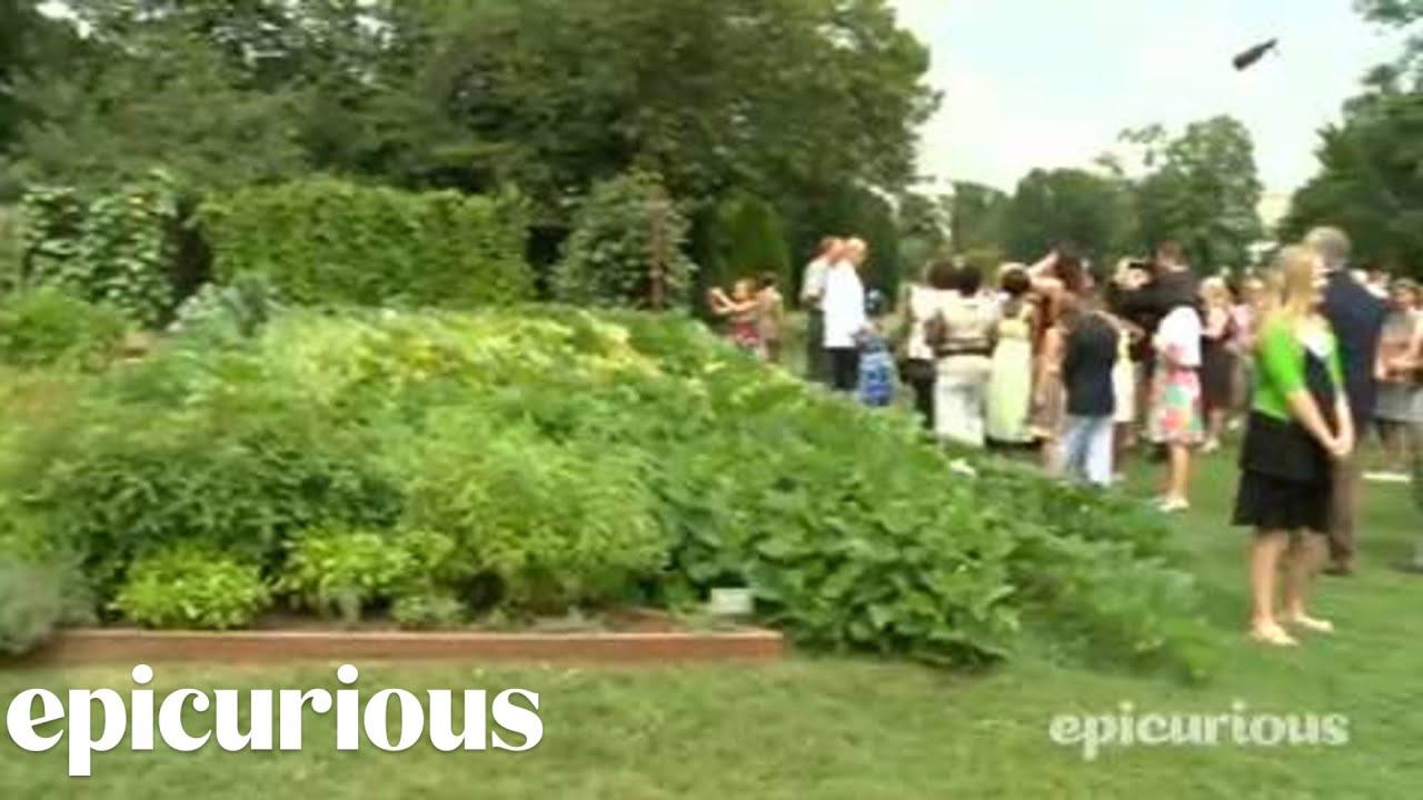 Epicurious The White House The Kitchen Garden Tour Led By Sam