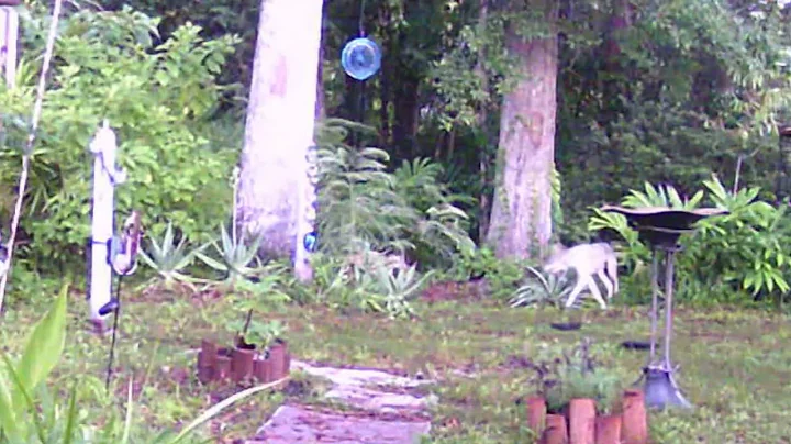 Coyote and Cat battle