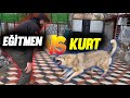 1 KURT VS 2 EĞİTMEN-KORKU DOLU ANLAR!