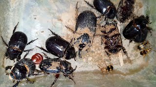 20 Black Wild Beetle Bugs I Found In The Holes Last Night With Some Of Tiny Poison Beetles | Bugs