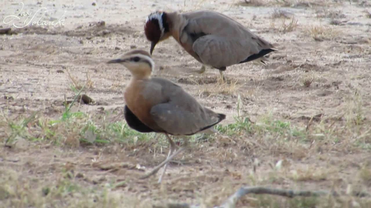 Indian courser Sand Bath @ Jay Solanki 