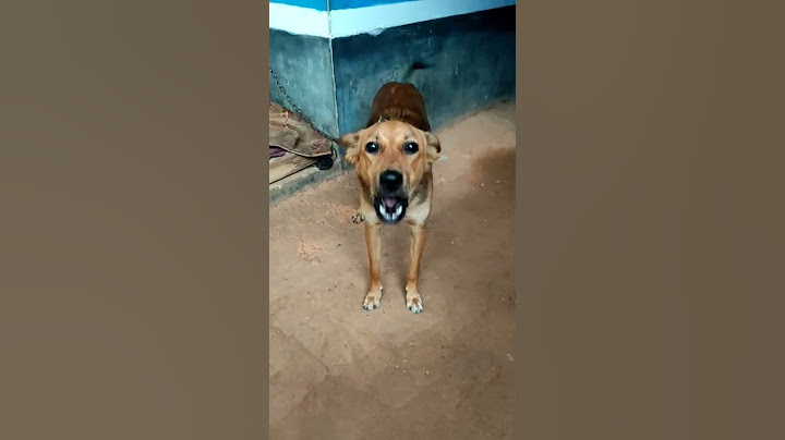 നല്ല നാടൻ നായി...