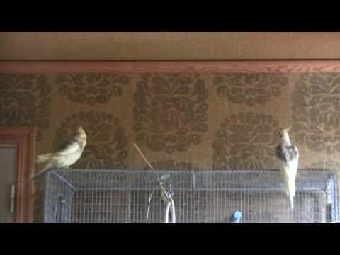 Video: Hur Man Väljer Ett Namn På En Papegoja