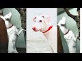 🔥SIMBA🐶அசல் பாரம்பரிய ராஜபாளையம் #shorts #doglover #rajapalayam #1like1subscribe #means1000blessing