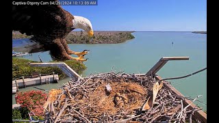 4/29/24 Captiva Ospreys: Bald eagle steals fish from osprey nest! The babies were not harmed.