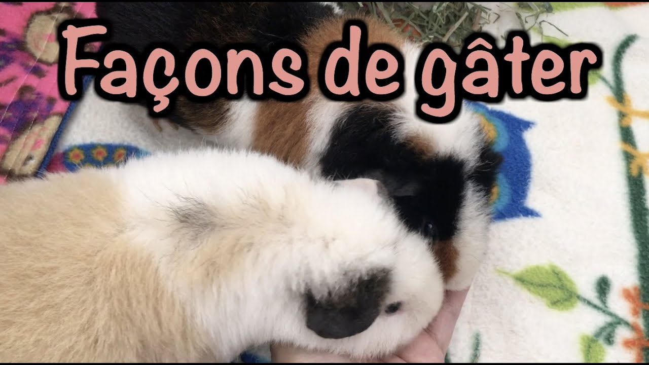 5 façon de gâter - Cochon d'inde -