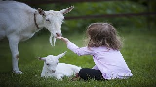 Hilarious Children With Goats
