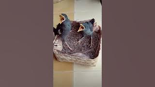 perkembangan anak jalak kebo umur 6 hari sampai 28 hari