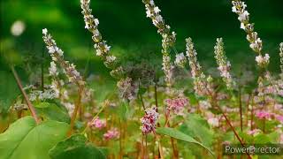 Pal Pal Dil Ke Pass instrumental