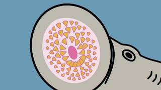 Sea Lamprey Glansis Series Part 3