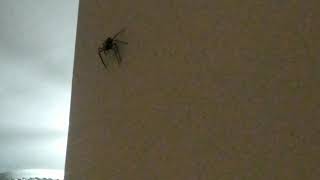 My Man Huntsman Be Ontok-Ontok On The Wall....